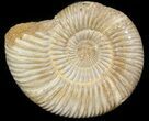Perisphinctes Ammonite - Jurassic #45413-1